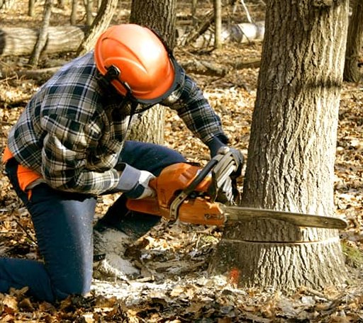 Tree Removal in Baltimore, OH